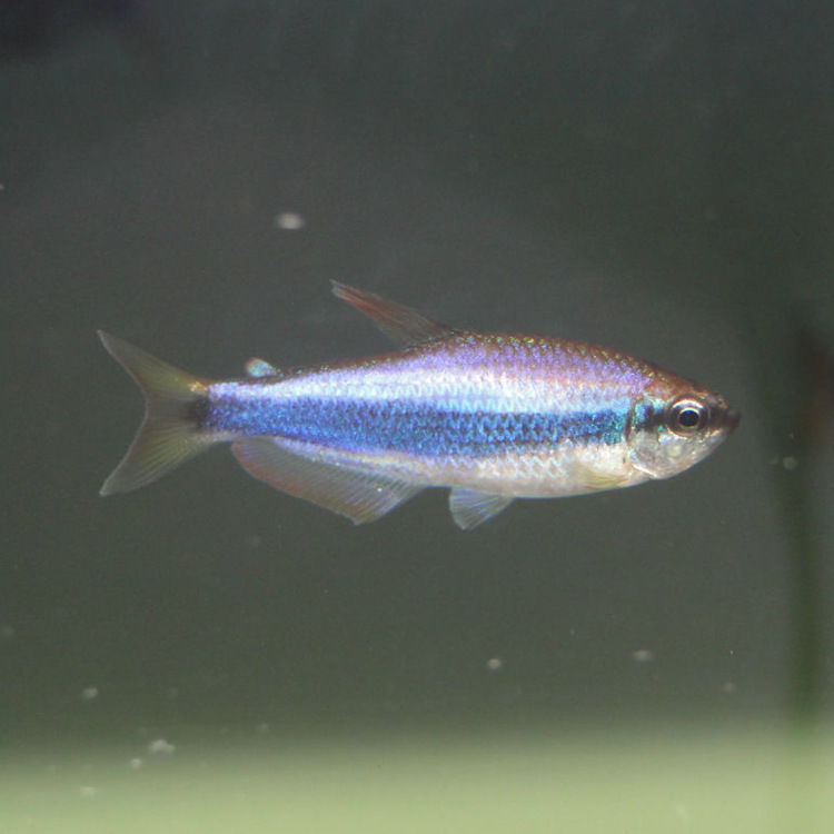 热带观赏鱼批发 迷你灯鱼 银顶光尾裙鱼小型群游鱼