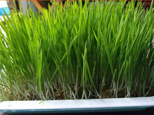 批发2015年新上市爬豆种子 爬豆芽苗菜 爬豆苗 无土栽培.