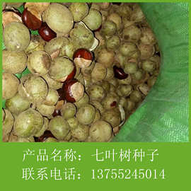 4%5年￥9.98成交1笔宿迁市七叶树种子红花七叶树种