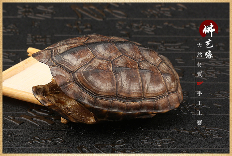 天然山龟壳标本 工艺品 挂件 家居摆件 厂家直销
