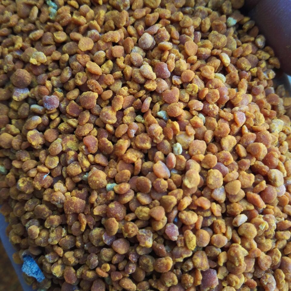 批发农家天然活性茶花粉 自产纯净手工花粉颗粒 未破壁茶花粉