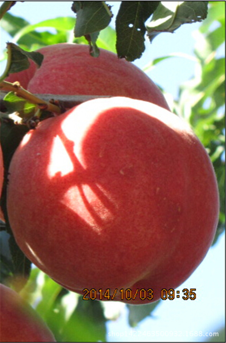 【供应】厂家直销 巨无霸 优质桃树树苗 果树