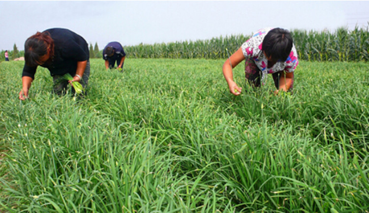 富生韭菜富韭苔一号韭菜苔种子250g散装