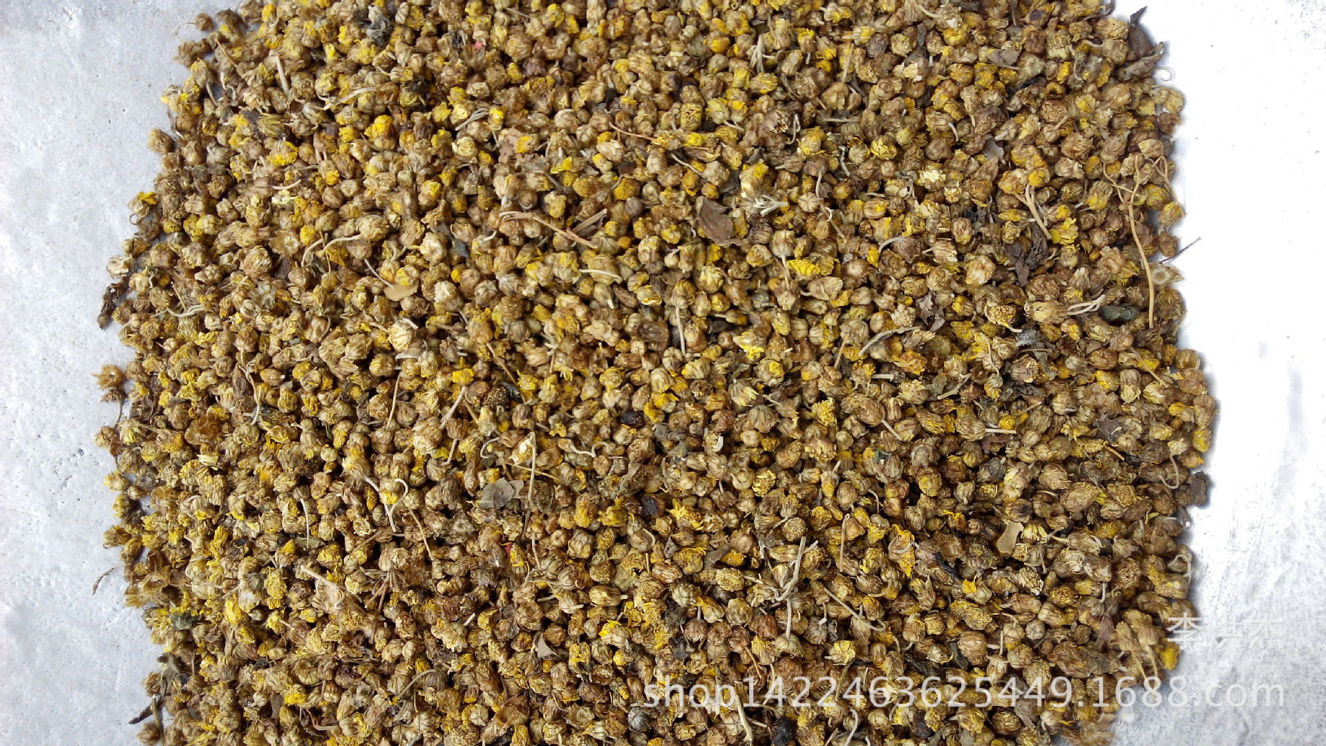 新货上市中药材,中草药 野菊花 小粒 好货