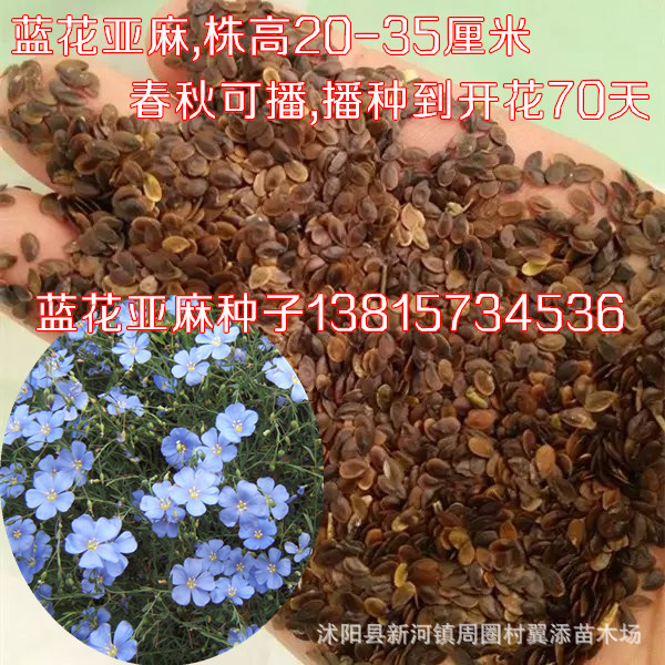 蓝花亚麻种子附花