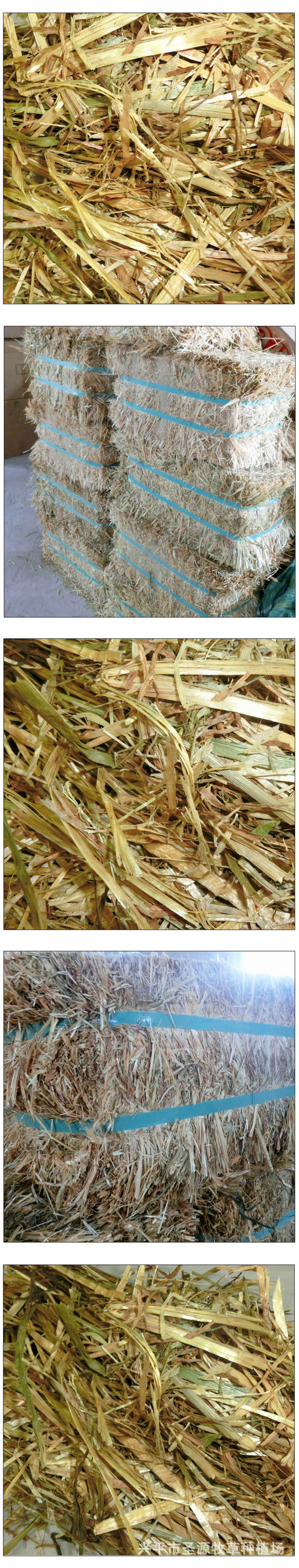 2019年新澳洲黄金燕麦草宠物牧草4.5/斤1包28kg起批一区多省包邮