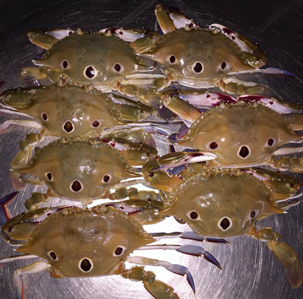 批发规格100/150冷冻野生海捕三点蟹,产地源头,精挑细选