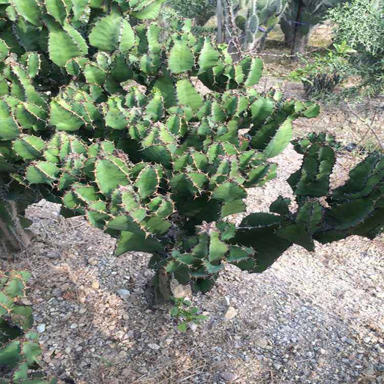 仙人掌多肉浆植物批发 双子叶植物大戟科琉璃塔 景观布置植物批发