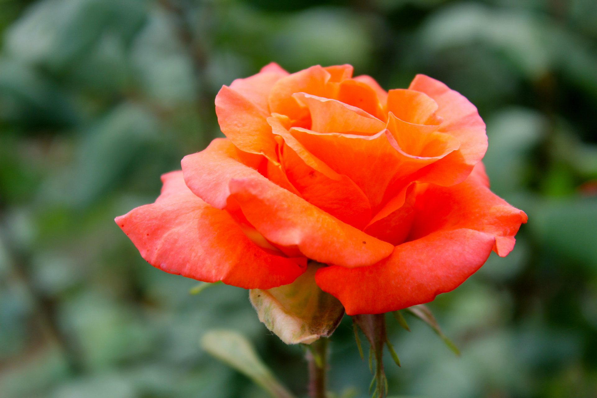 各种现代大花月季出售产地直供月季园直销