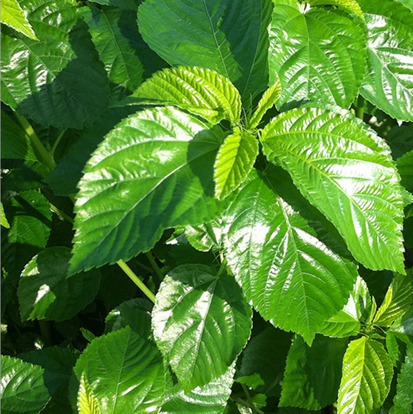 莫洛海芽埃及帝王菜莫洛海芽精粉提取物