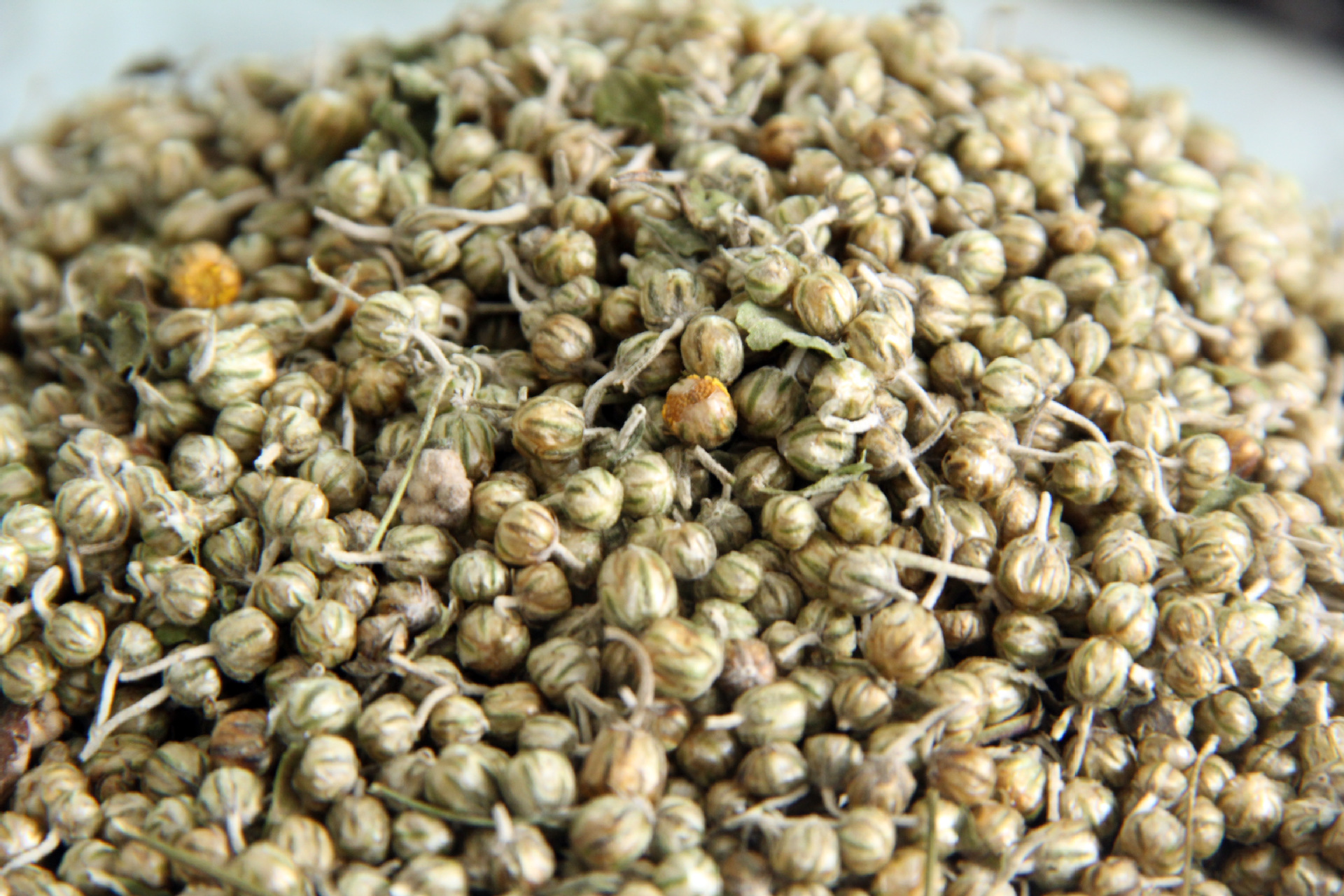 野菊米批发 黄山贡菊 黄山七月菊 花果茶批发 量大优惠