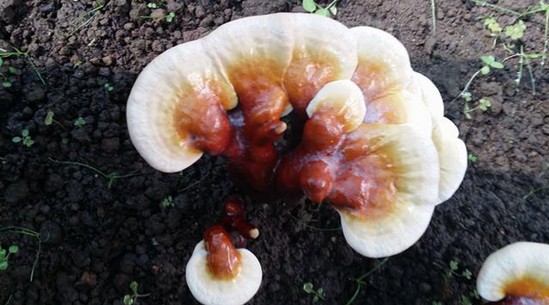 西藏:成功驯化栽培野生白肉灵芝