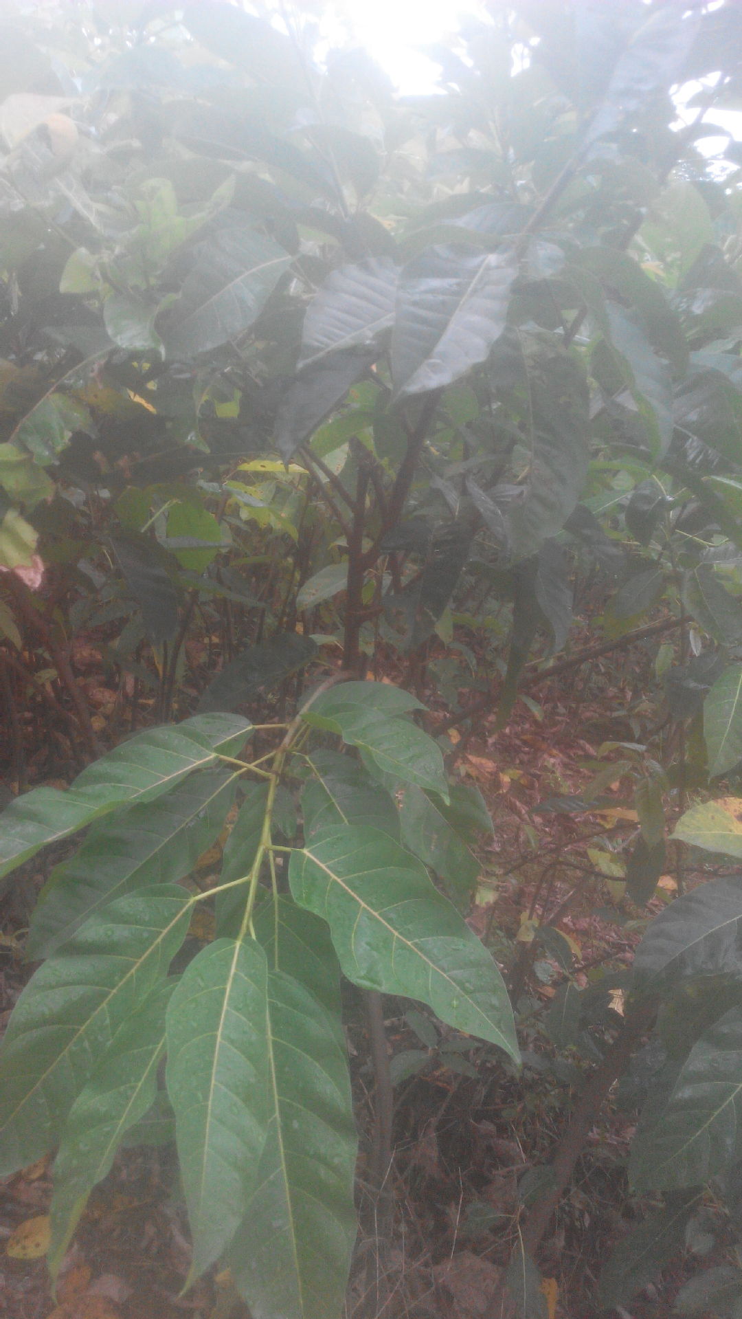 重庆苗木基地直销高黄桷树苗 木黄葛树绿化乔苗 行道雀树批发