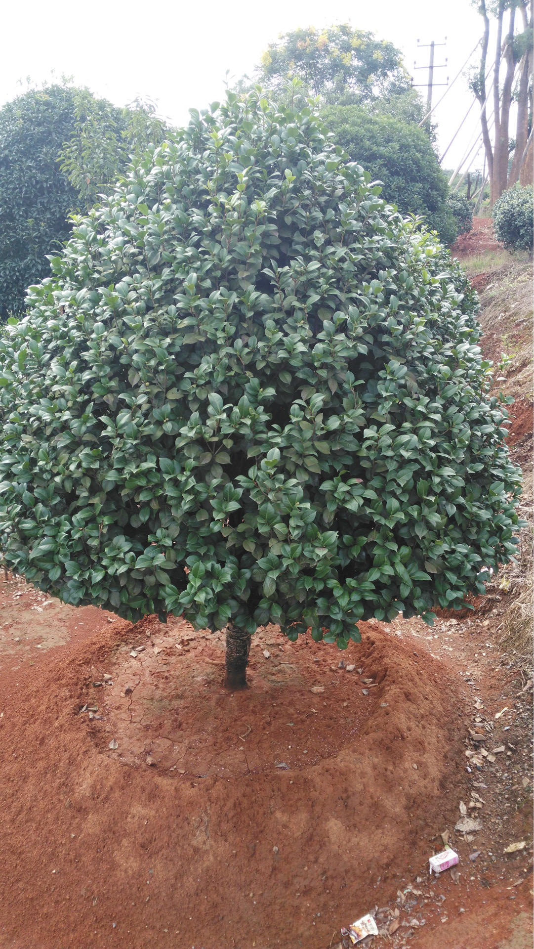 有玉茗花,耐冬等别名,在韩语中也被叫做冬柏花,在韩国海云台区的冬柏