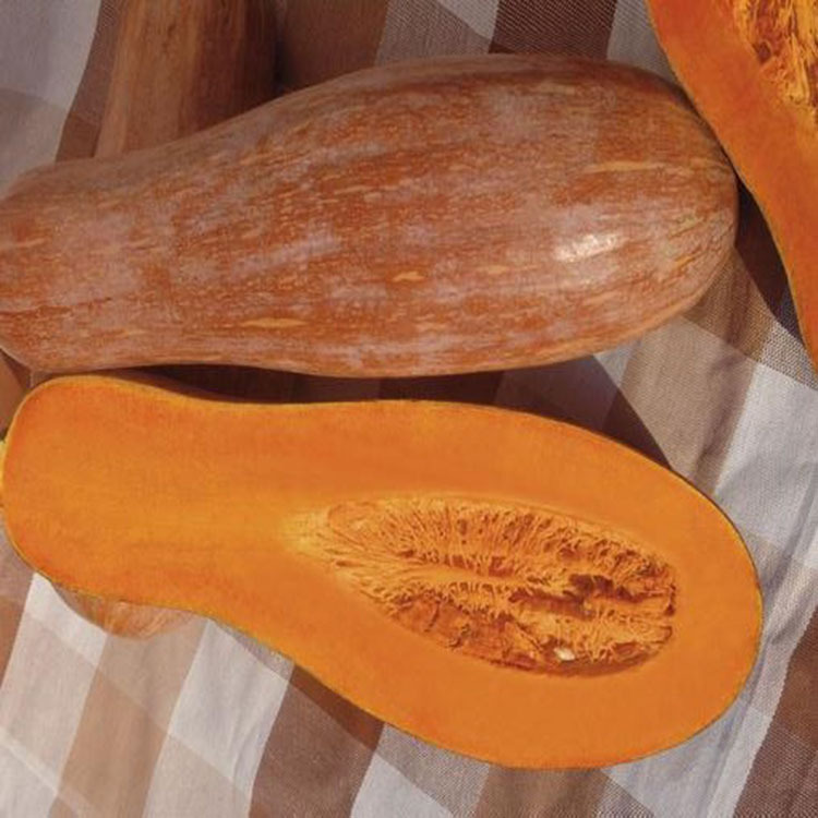 蜜本南瓜种子 狗头瓜板栗甜栗面甜吊瓜 蔬菜瓜果种子 原装50克