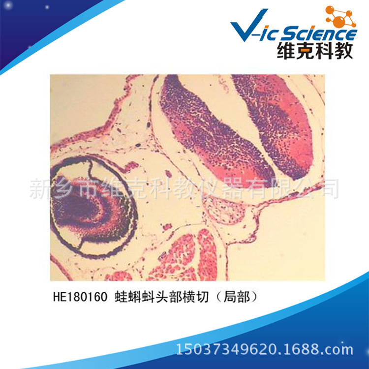 蛙蝌蚪头部横切 生物切片 组织学与胚胎学 蛙早期胚胎发育