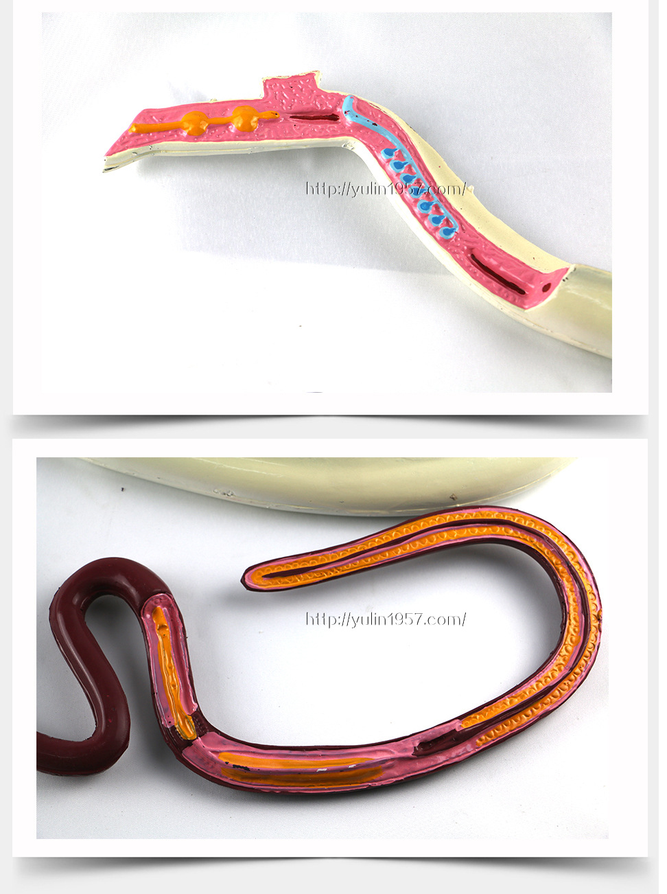 河南雨林血吸虫模型 生物教学模型 教学实验器材 动物模型