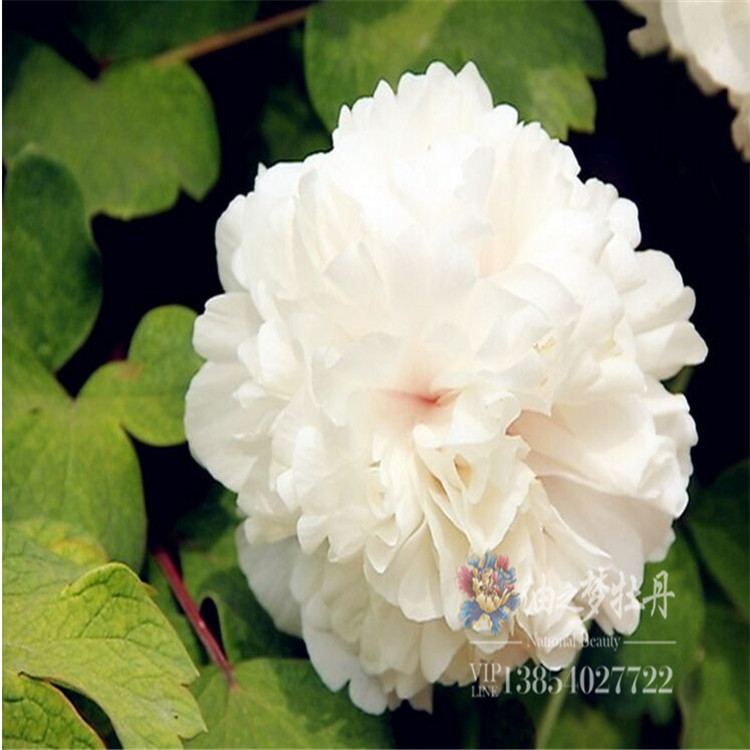 牡丹花苗 金玉交章菏泽油之梦牡丹批发工程用种苗  牡丹切花