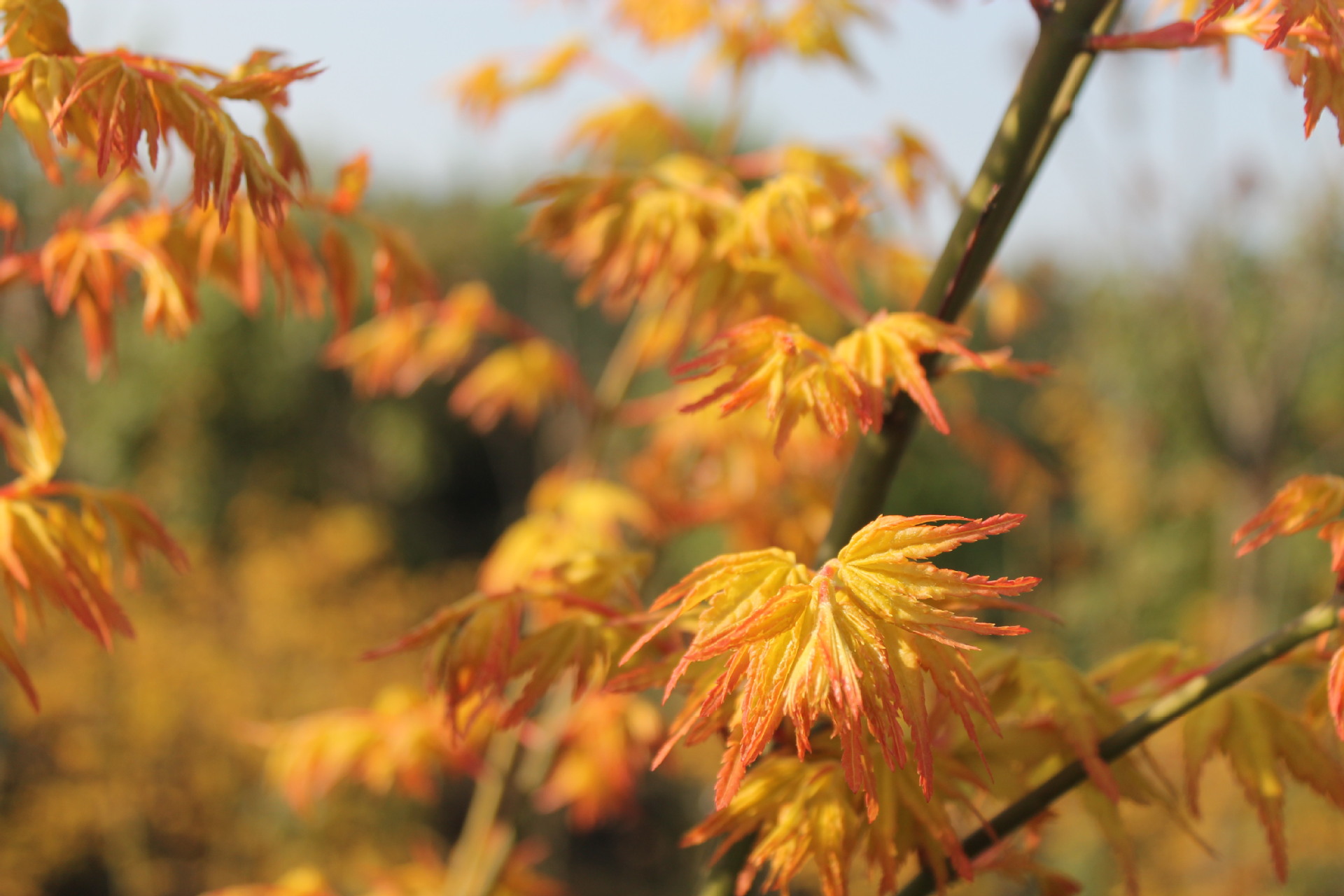 出售嫁接日本红枫橙之梦 又名黄金枫 彩色叶