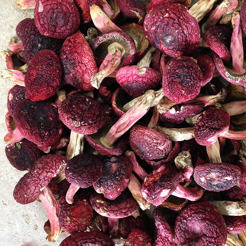 野生大红菇干货 标菇 手选货产地批发2020年3月份最新价 一手货源