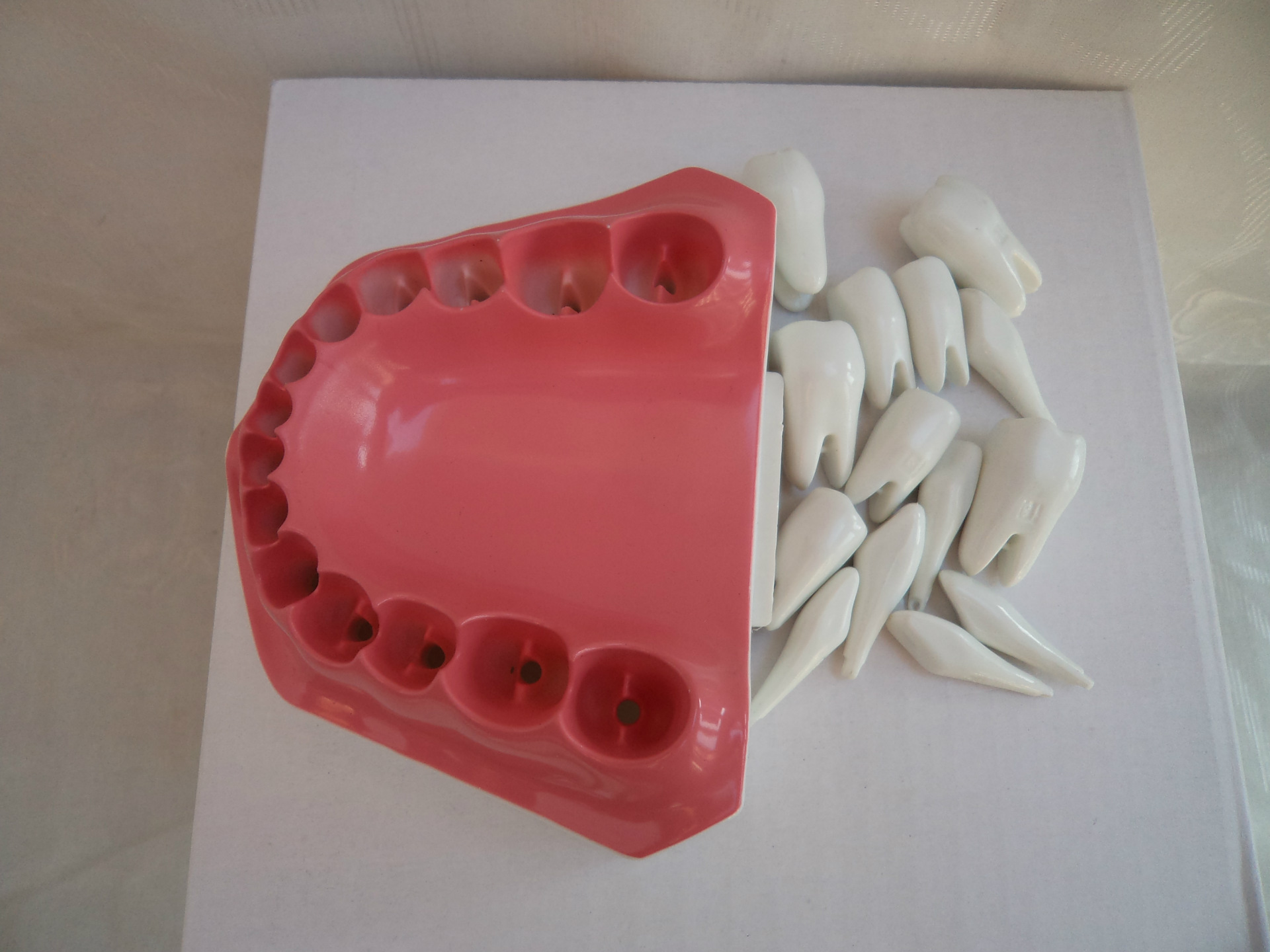 牙科材料/牙科教学模型假牙模型/2倍牙齿口腔模型/牙齿可拆装