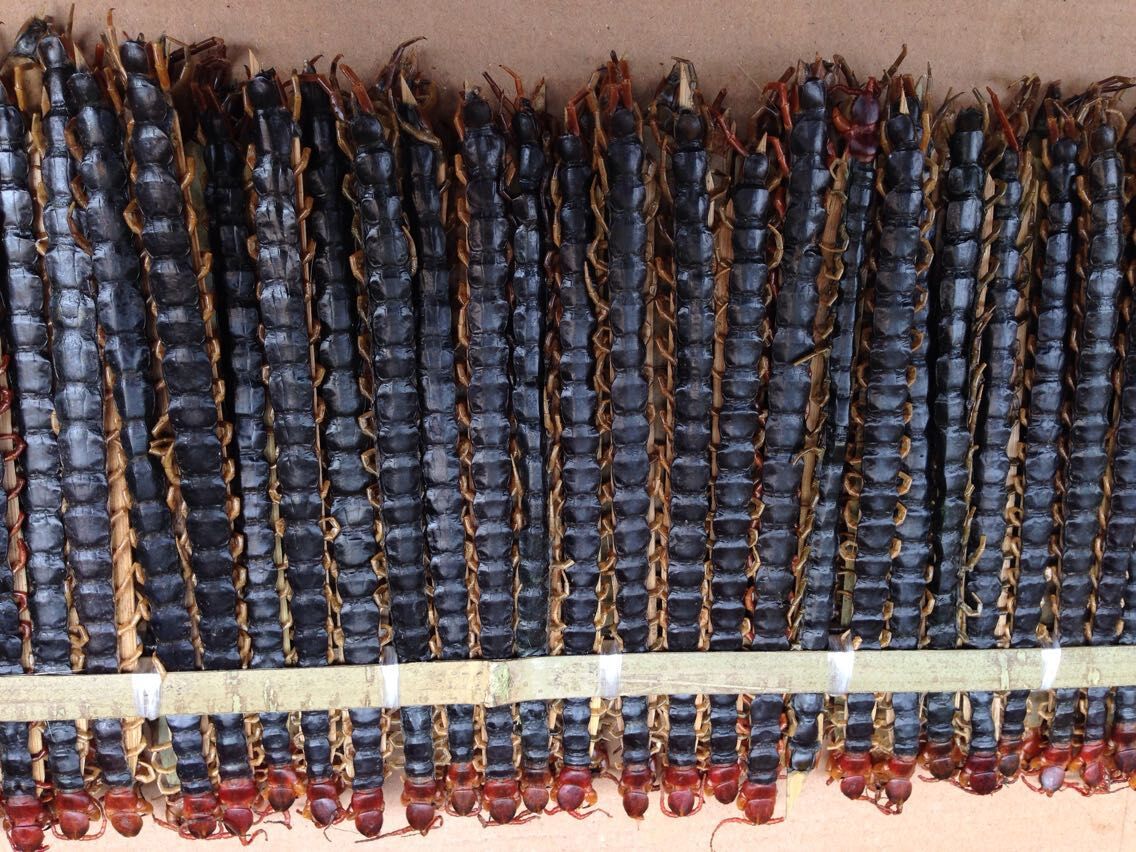 批发中药 蜈蚣15 -16公分大蜈蚣 产地直销 大货批发