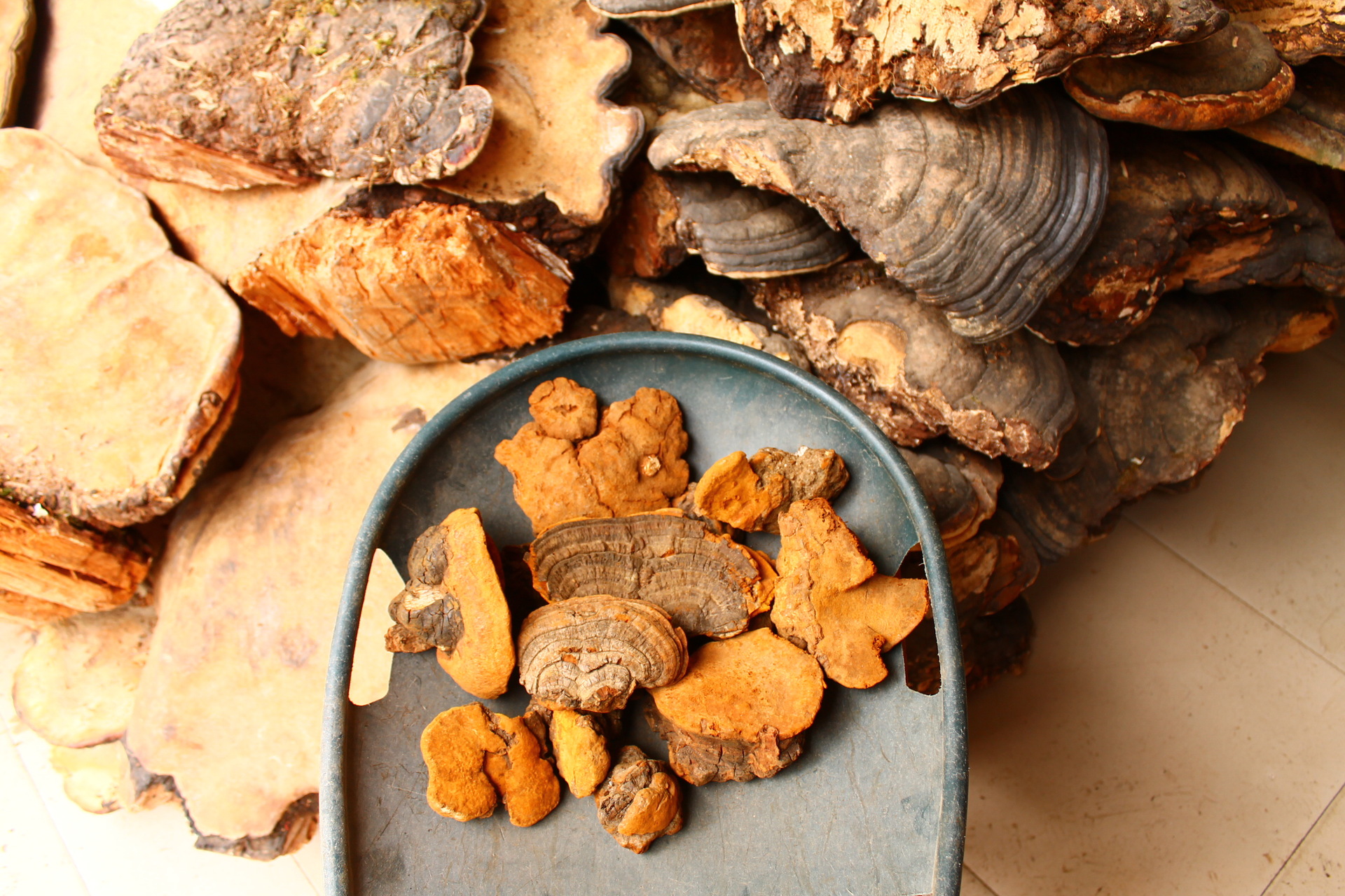 批发野生紫油桑黄 野生灵芝 原产货源 桑树桑黄 暴马丁香桑.