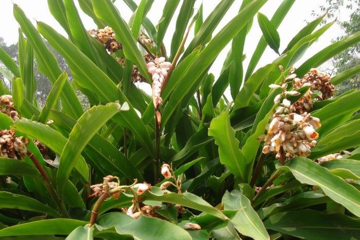 草寇 调味香料草寇 火锅香辛料草豆蔻 500克老寇