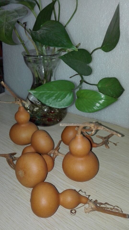 聊城葫芦批发 天然美国手捻葫芦 迷你小葫芦 文玩把玩葫芦