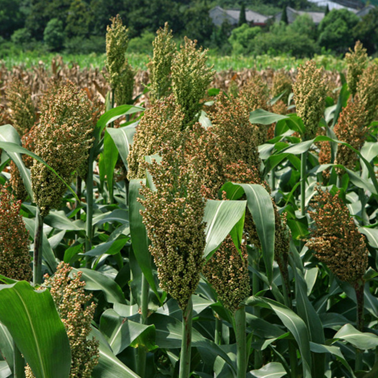 长期供应 优质酿酒有机高粱 一级农家自产高粱 无污染健康高粱