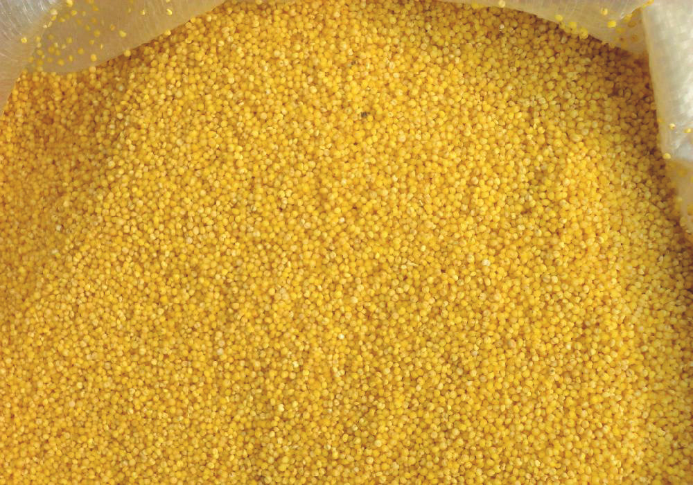 谷子 农家小米 甘谷特产 农家秋韵 袋装 750g