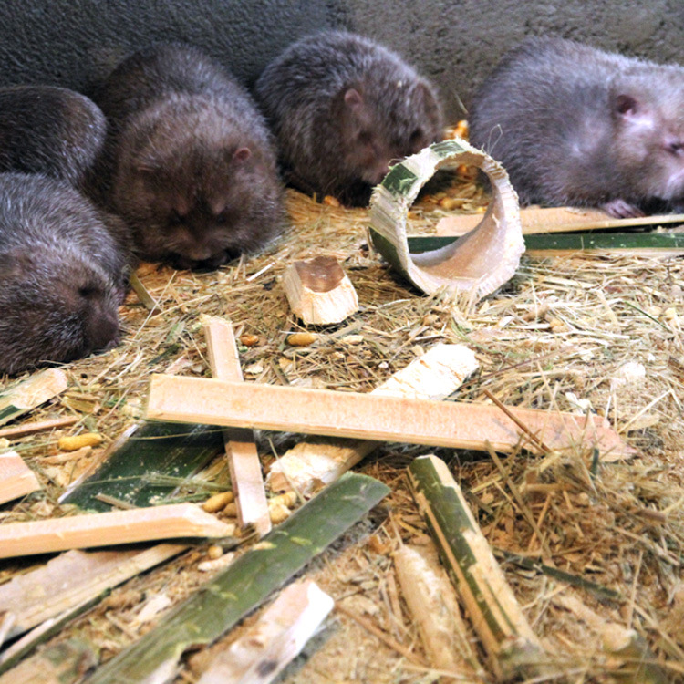 专食甜竹的银星竹狸