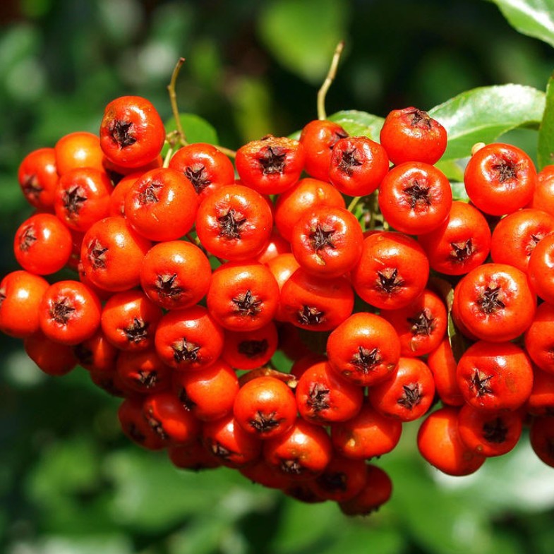 供应优质园林绿化苗木火棘火棘球种子灌木花卉价格优惠