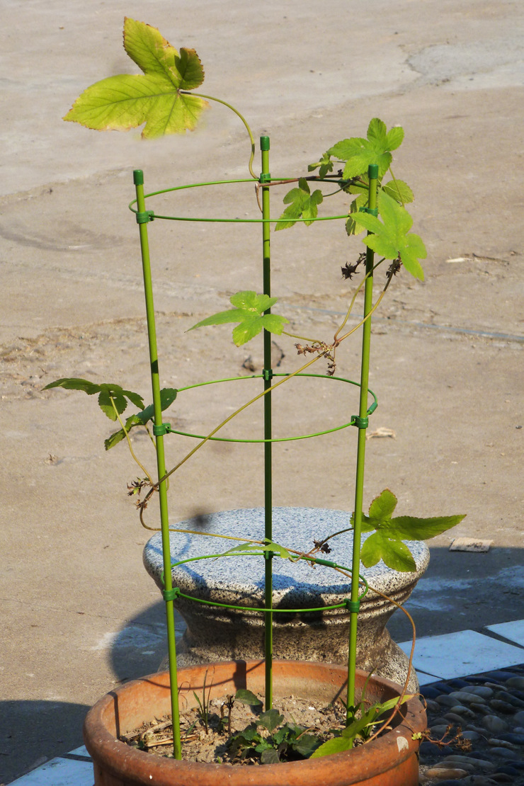 藤月铁线莲爬藤架 包塑铁环园艺花支柱花支架 支撑架 1米1m