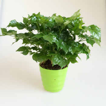 花樊室内小幸福树平安树植物盆栽绿宝观叶盆景幸福树