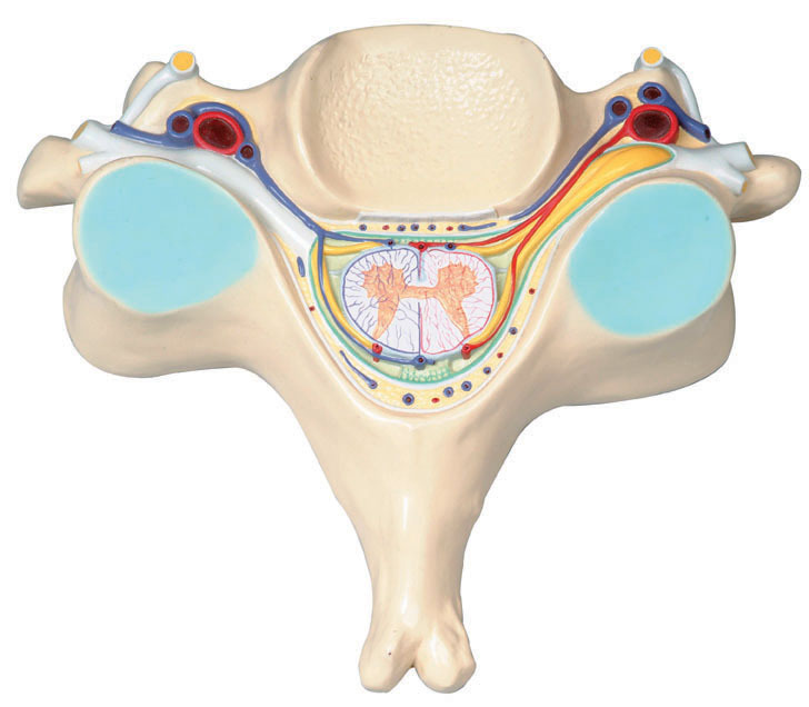 功能特点:   ■ 该模型显示第五颈椎,椎动脉,椎静脉与脊髓的横切面