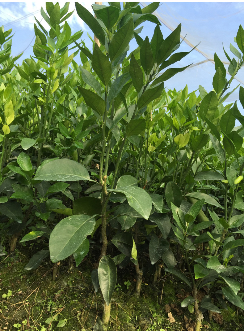 沃柑树苗晚熟杂交柑桔品新品种柑橘苗沃柑苗高产