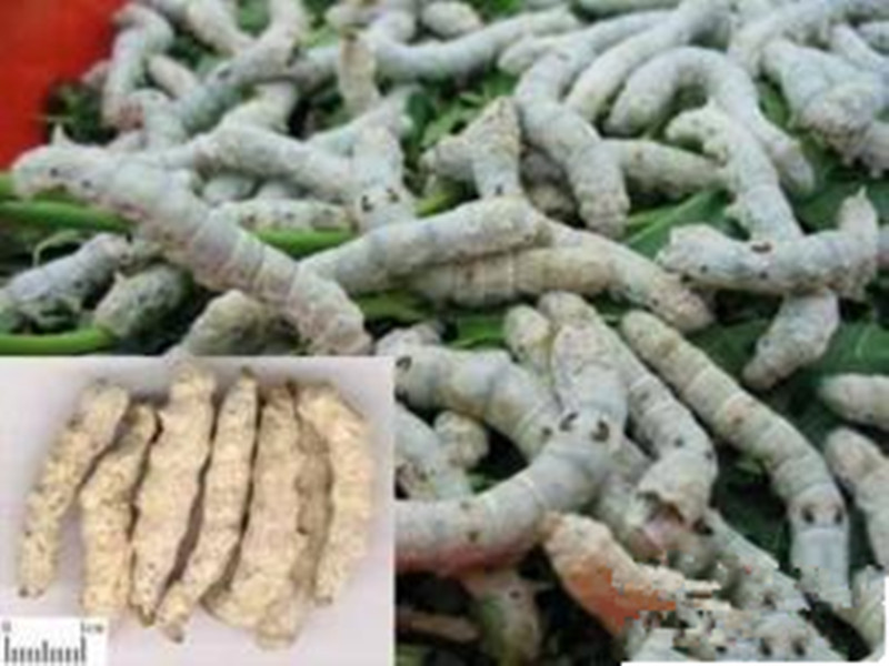 批发四川地道白僵蚕 僵虫 天虫 统货150元,优质品190元