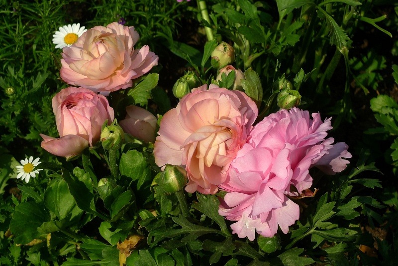 批发花毛茛球根_批发花毛茛球根重瓣多色可选