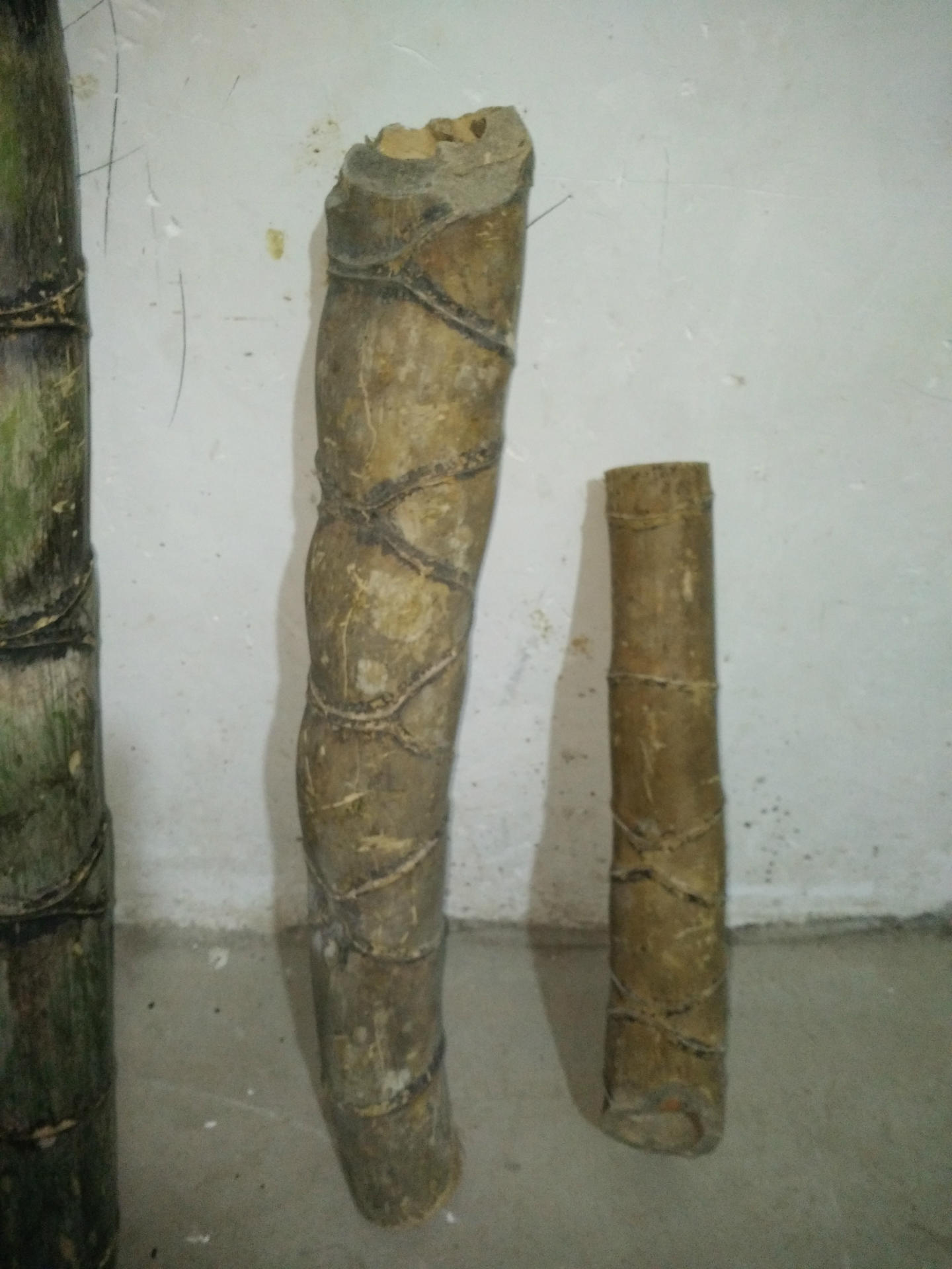 福建莆田仙游供应龟壳外形毛竹八卦形毛竹鬼竹8字形竹2