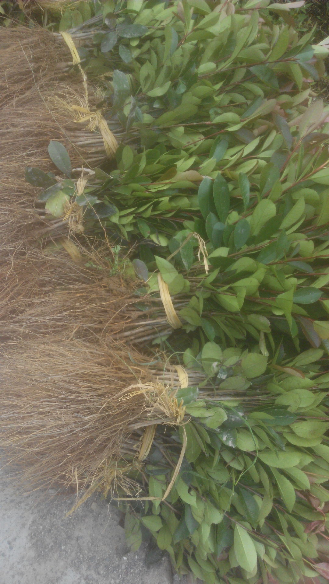 基地批发直销 红叶石楠苗小苗幼苗树苗40cm 观赏灌木园林绿化苗木