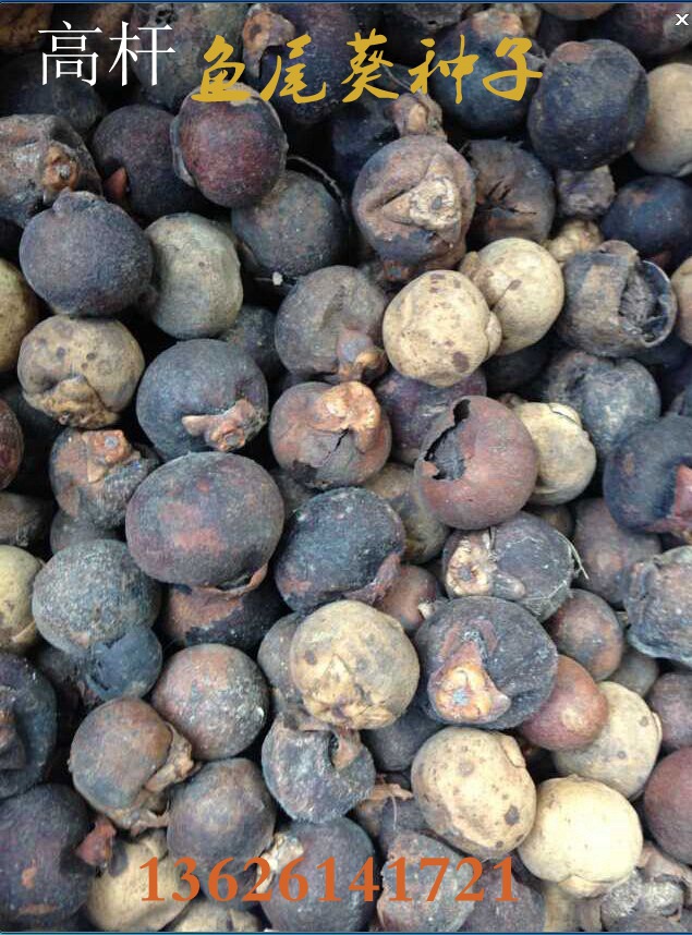 批发鱼尾葵种子 鱼尾葵 老人葵种子 老人葵亚热带树种子