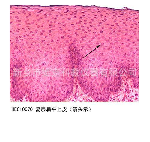 变移上皮(膀胱空虚时) 生物切片 上皮组织 显微镜玻片