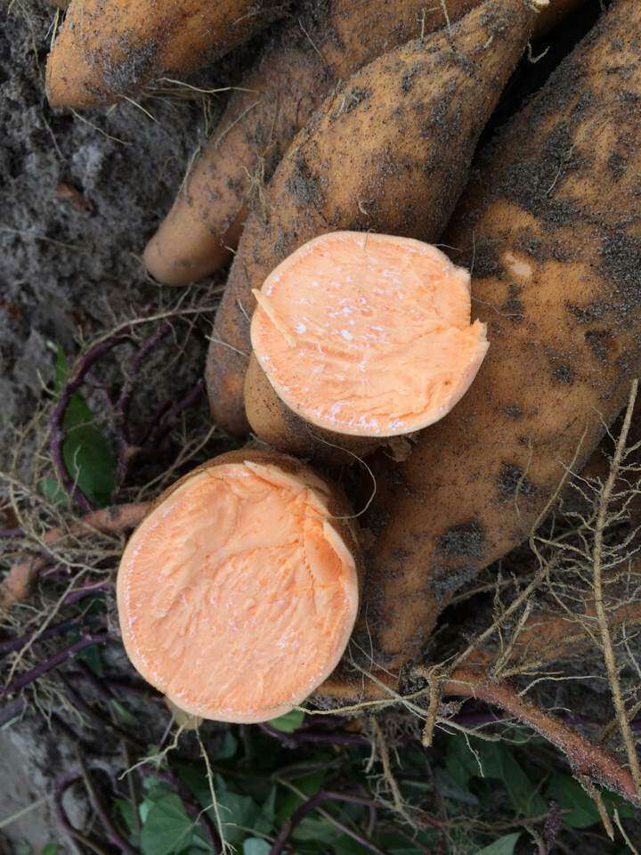 黄金薯原料 自有繁育基地种植