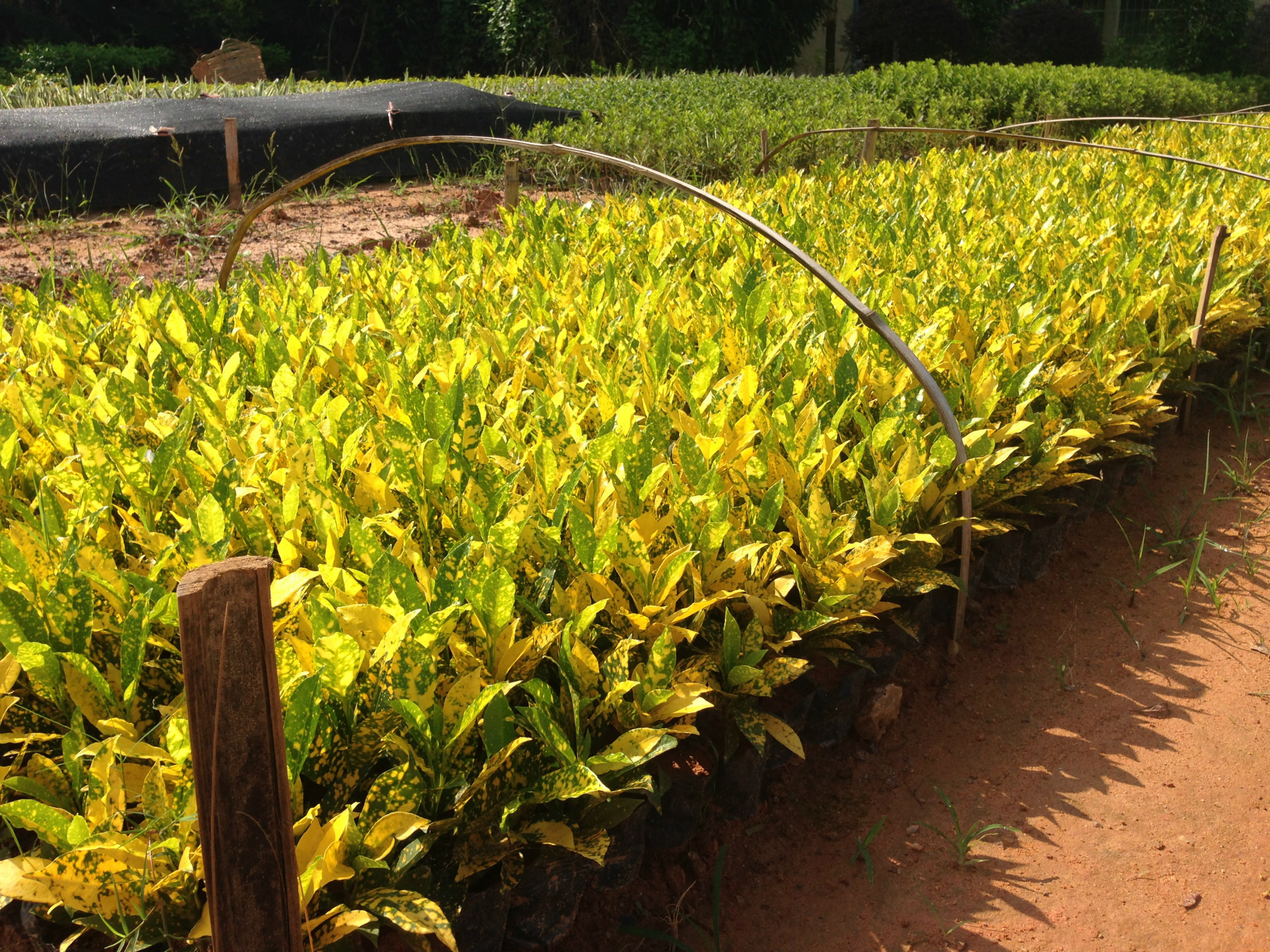 5斤营养杯海南洒金榕批发供应全国发货欢迎来电咨询