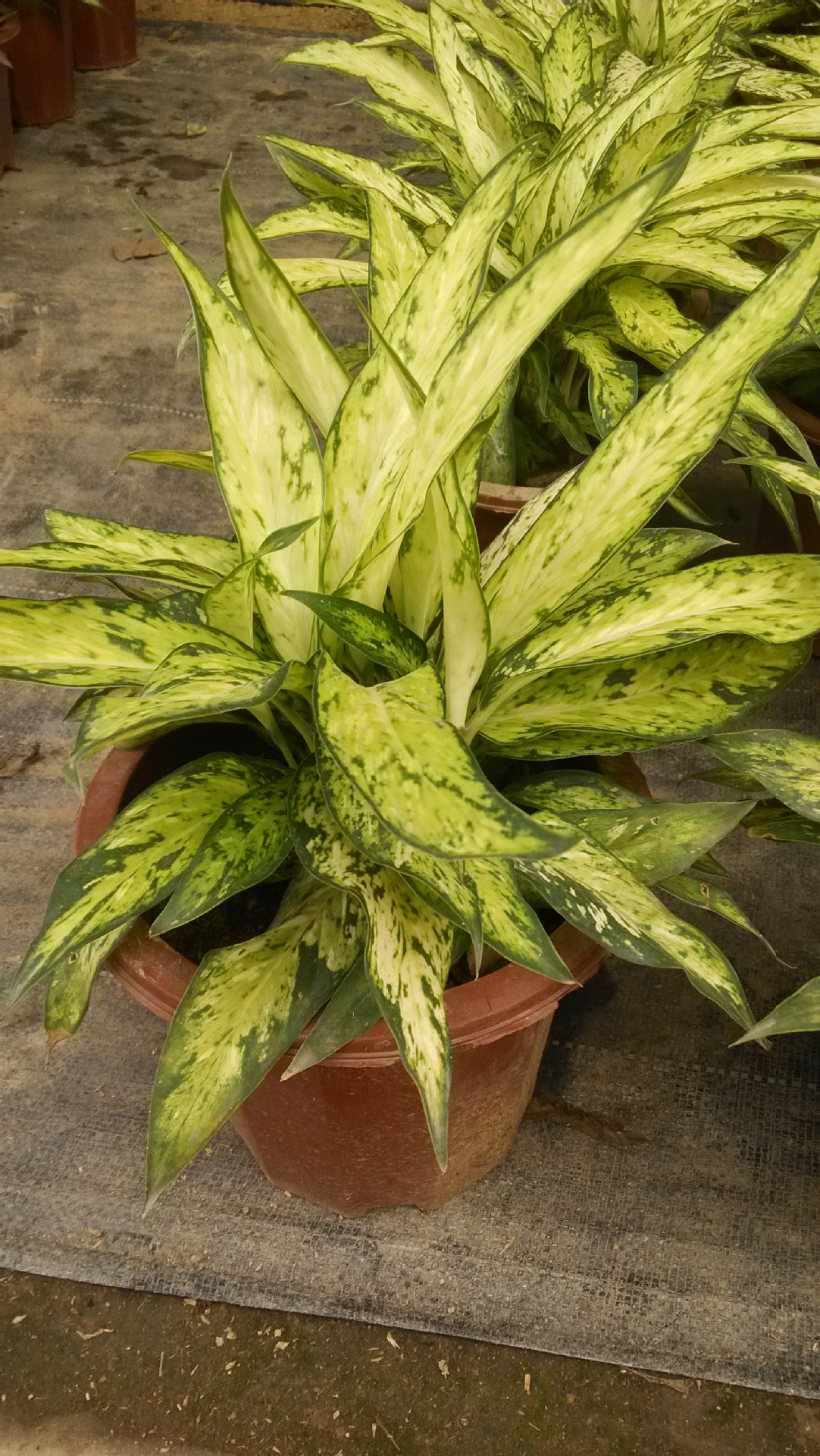 银皇后 银后万年青 银后粗肋草 银后亮丝草 美化室内办公室