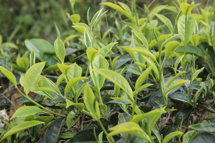 云南七子饼普洱茶黑茶200g 2012特级乔木老树生茶茶厂特价批发