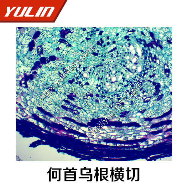 教学植物切片标本生物显微镜玻片何首乌块根横切