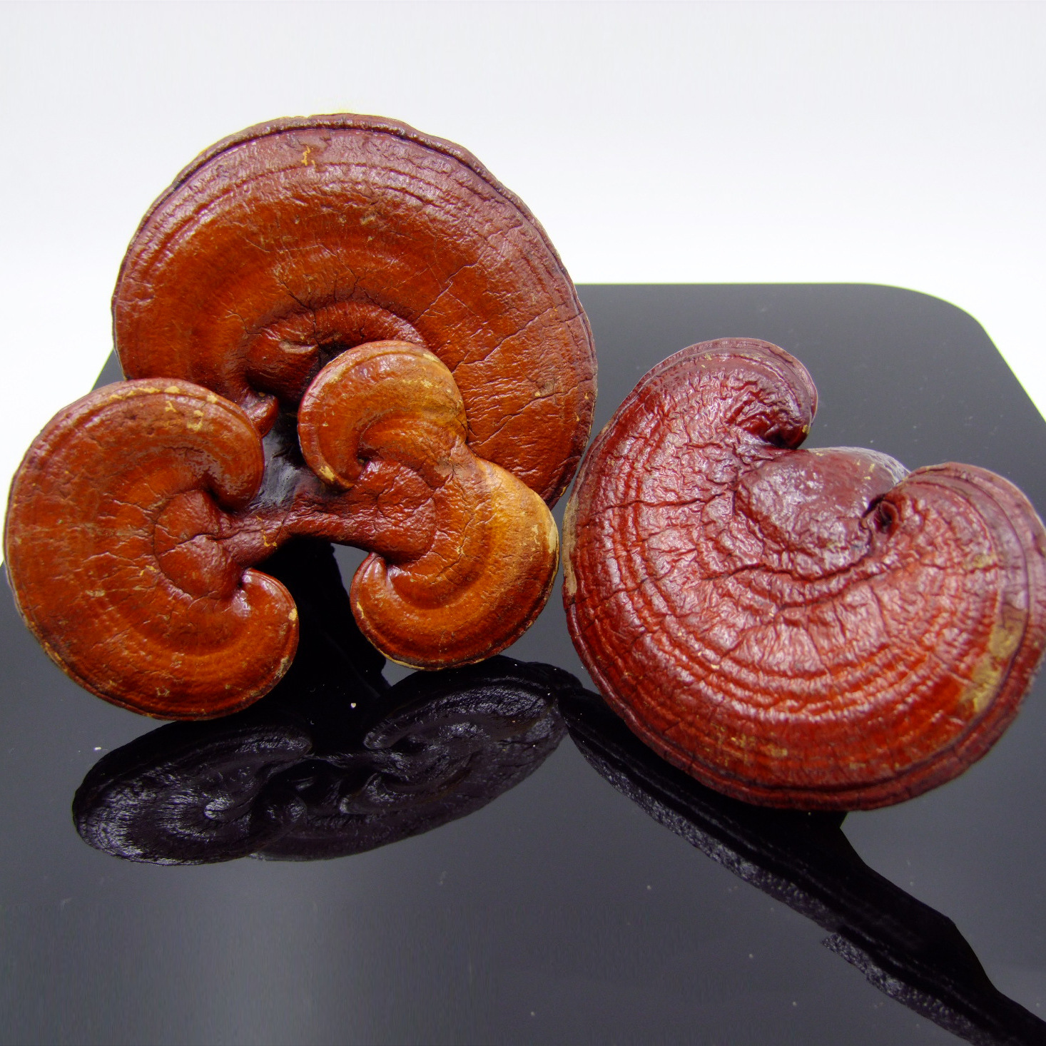 批发灵芝长白山椴木灵芝 爆款东北木灵芝赤芝红芝原品产地货源