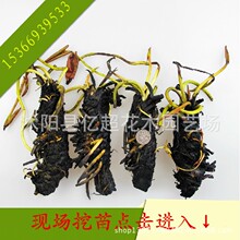 大睡莲根块池塘花水培植物四季莲花盆栽水养花卉荷花根茎水生植物